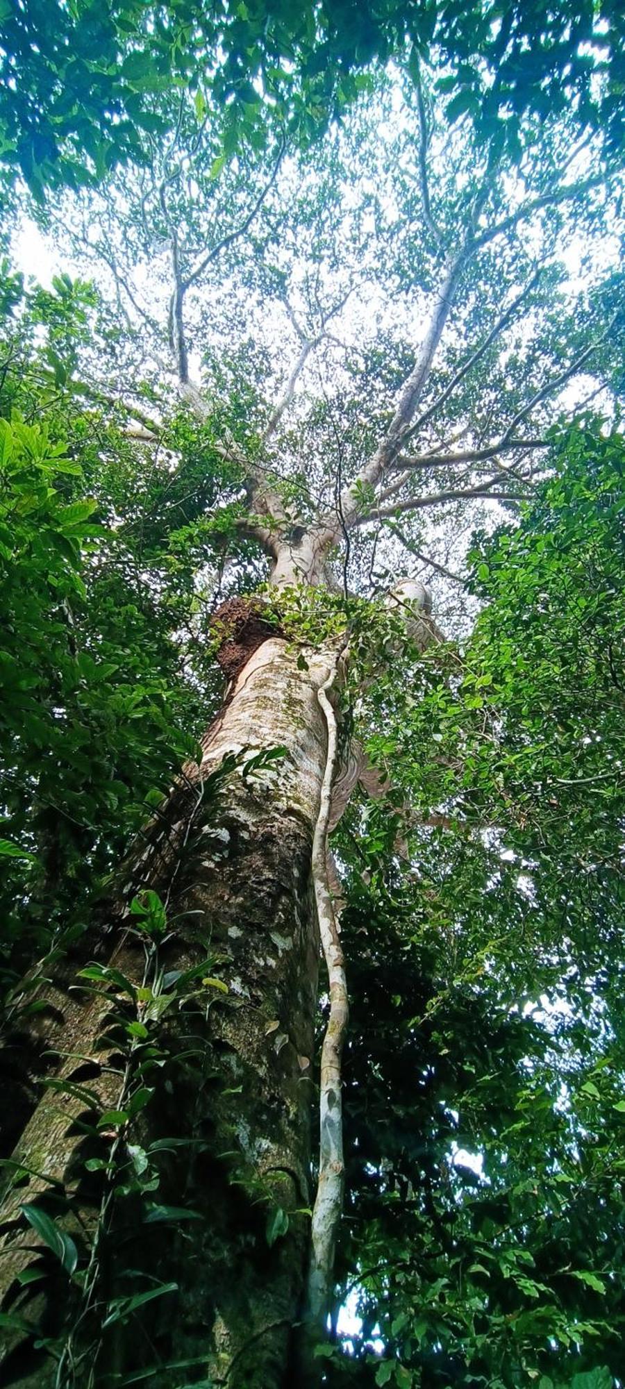 Hotel Ecologico Makalombia La Macarena 外观 照片